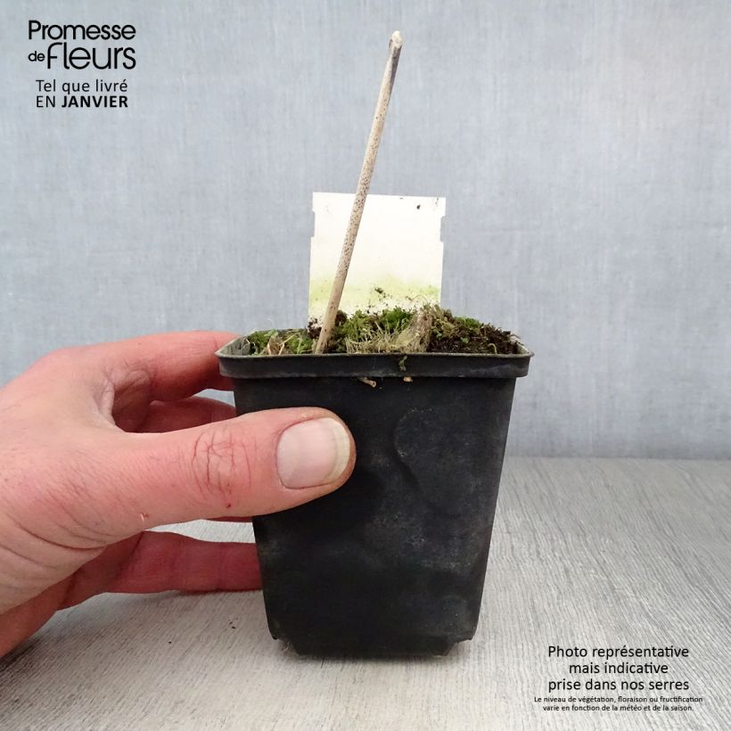 Hosta Green Gold Vasetto da 8/9 cm esemplare consegnato in inverno