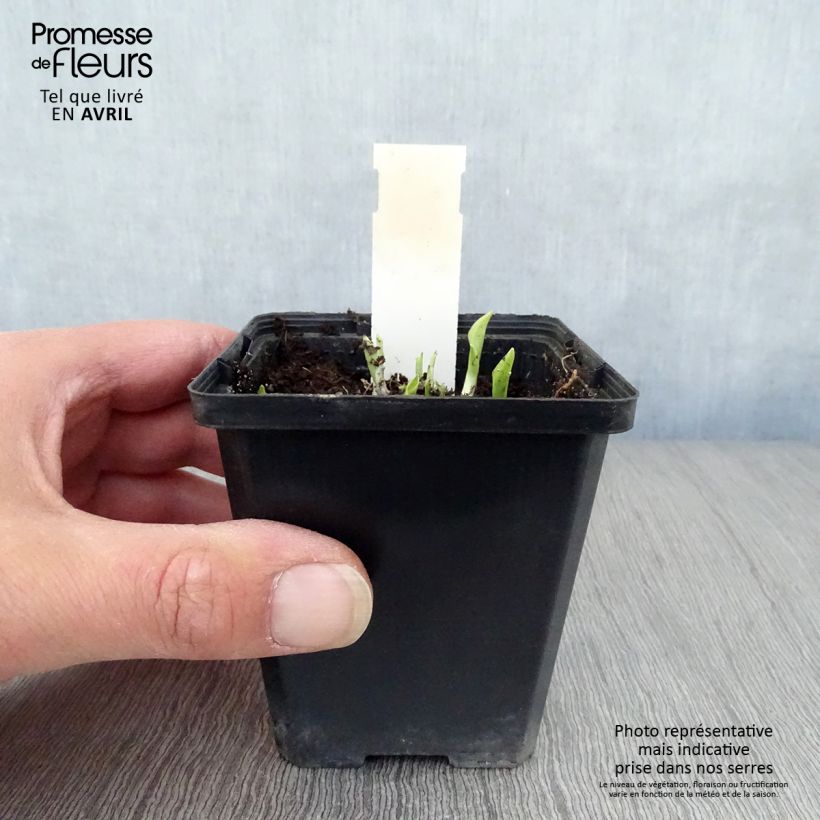 Hosta Ground Master Vasetto da 8/9 cm esemplare consegnato in primavera