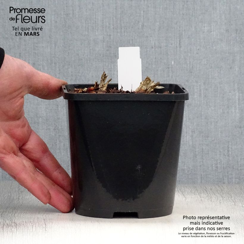 Hosta Guacamole Vaso da 1,5L/2L esemplare consegnato in primavera