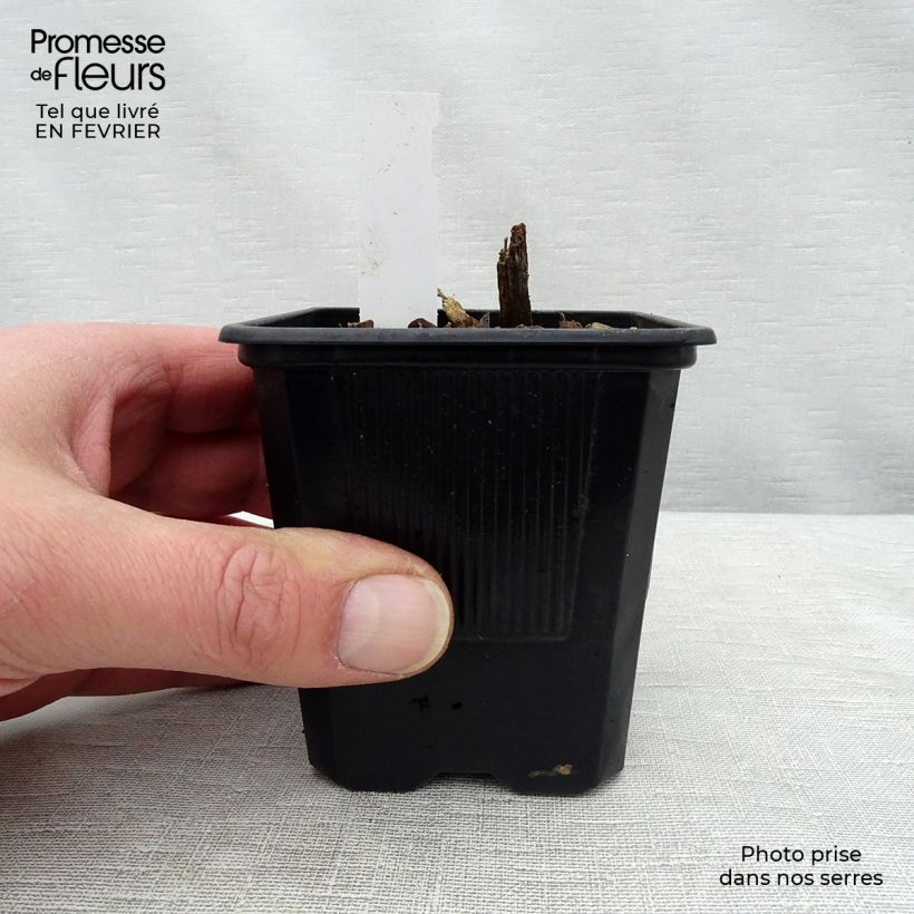 Hosta tardiana Halcyon Vasetto da 8/9 cm esemplare consegnato in inverno