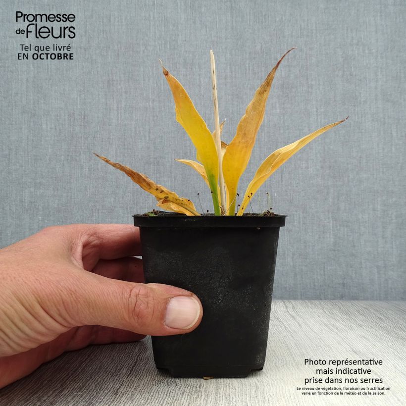 Esemplare di Hosta Harry Van Trier Vasetto da 8/9 cm come consegnato in autunno