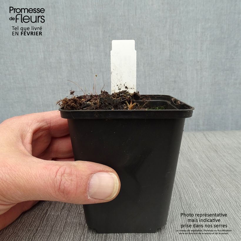 Hosta Harry Van Trier Vasetto da 8/9 cm esemplare consegnato in inverno