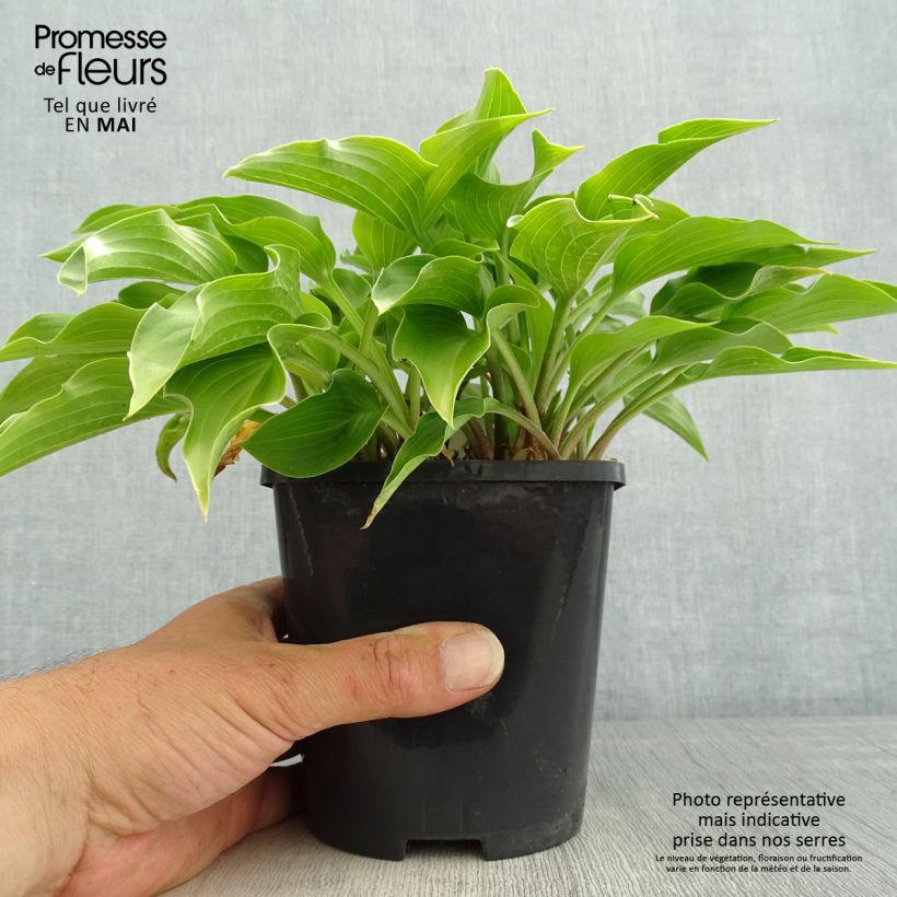 Hosta Harry Van Trier Vaso da 1,5L/2L esemplare consegnato in primavera