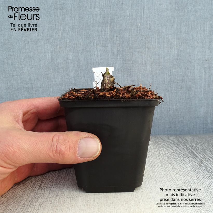 Hosta Honeybells Vasetto da 8/9 cm esemplare consegnato in inverno