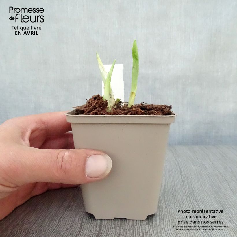Hosta Honeybells Vasetto da 8/9 cm esemplare consegnato in primavera