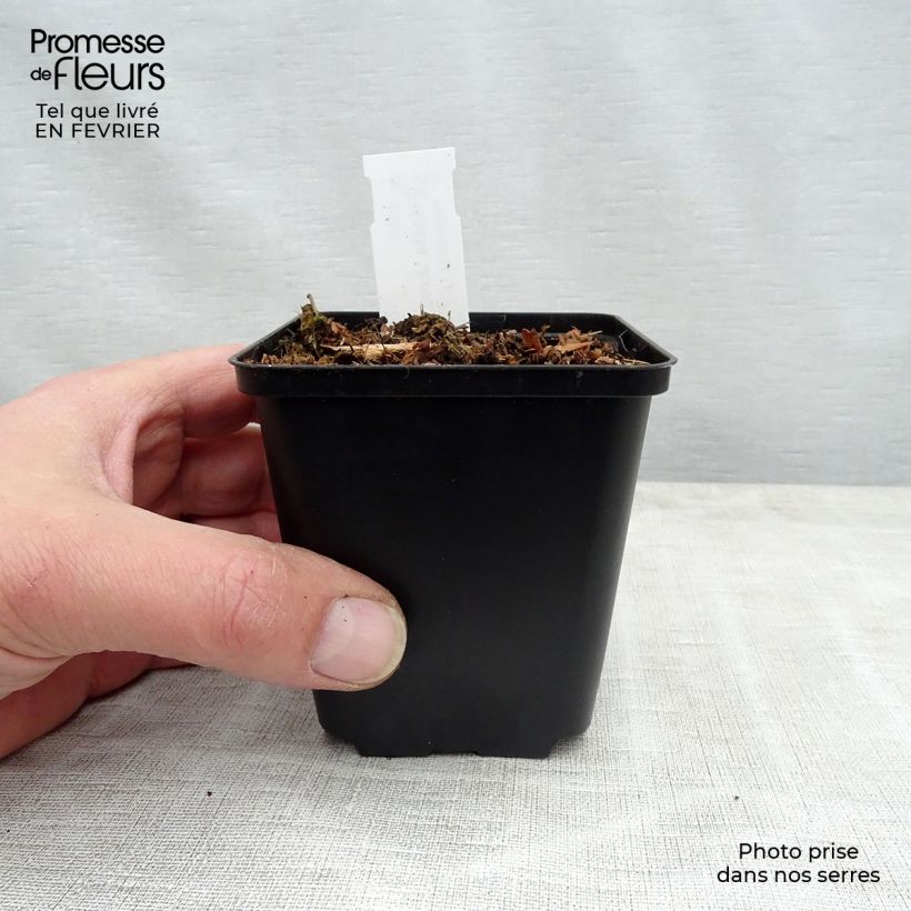 Hosta tardiana June Fever Vasetto da 8/9 cm esemplare consegnato in inverno