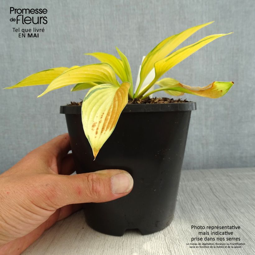 Hosta tardiana June Fever Vaso da 1,5L/2L esemplare consegnato in primavera