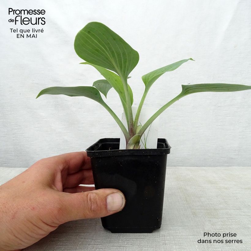 Hosta tardiana June Vasetto da 8/9 cm esemplare consegnato in primavera