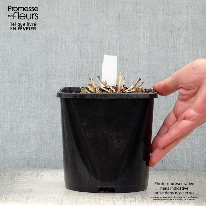 Hosta tardiana June Vaso da 1,5L/2L esemplare consegnato in inverno