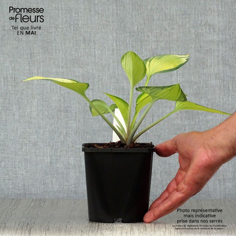 Hosta tardiana June Vaso da 1,5L/2L esemplare consegnato in primavera
