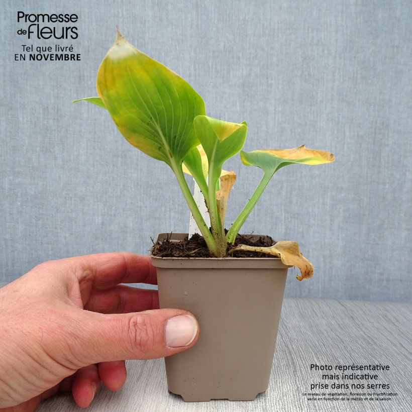 Esemplare di Hosta Jurassic Park Vasetto da 8/9 cm come consegnato in autunno