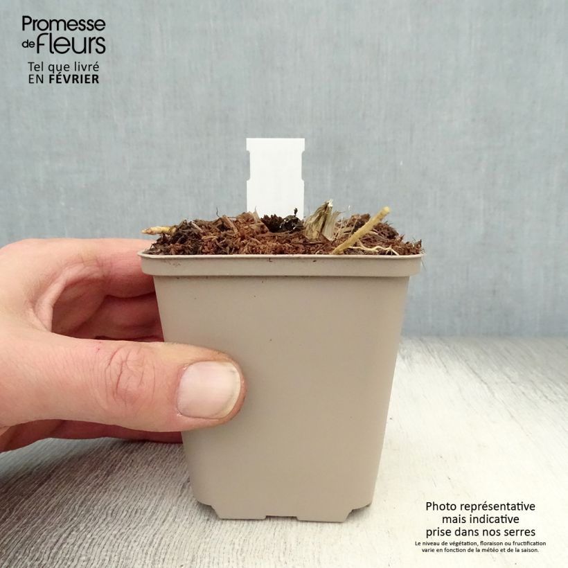 Hosta Jurassic Park Vasetto da 8/9 cm esemplare consegnato in inverno