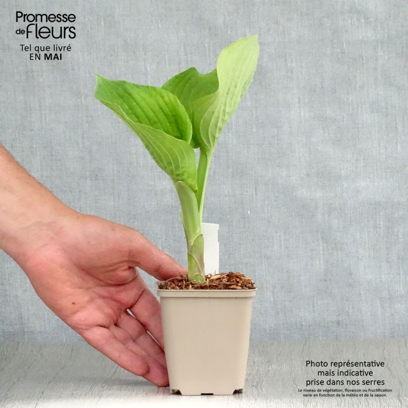 Hosta Jurassic Park Vasetto da 8/9 cm esemplare consegnato in primavera