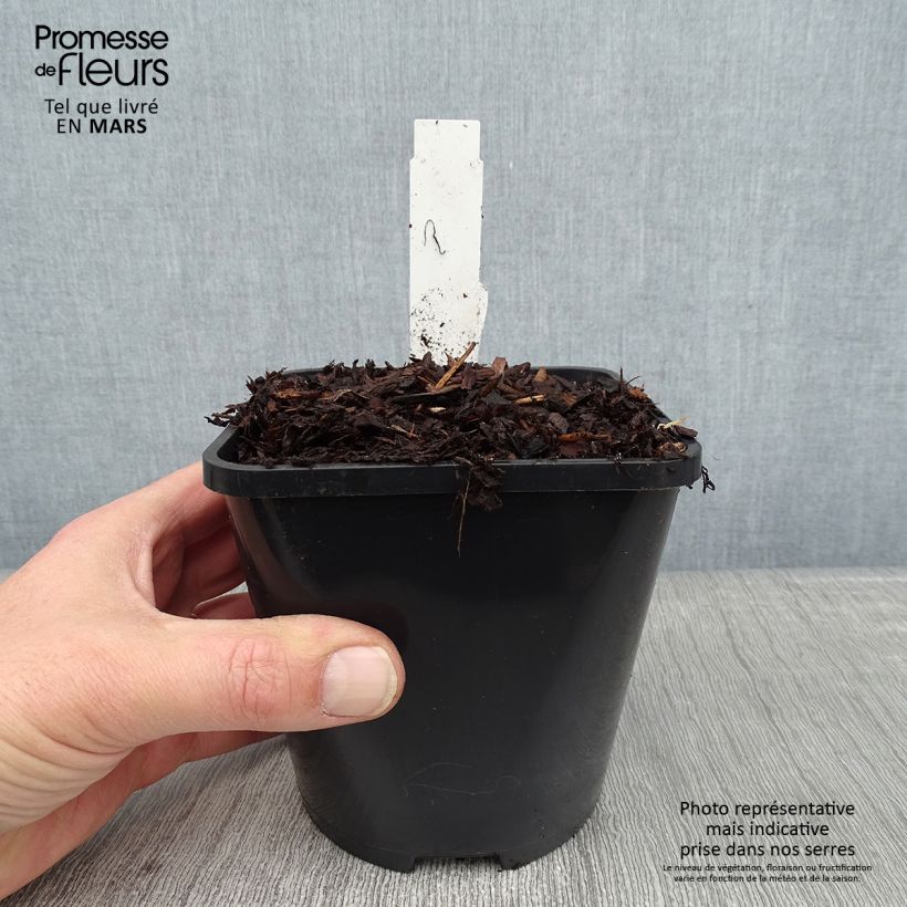 Hosta Jurassic Park Vaso da 1,5L/2L esemplare consegnato in inverno