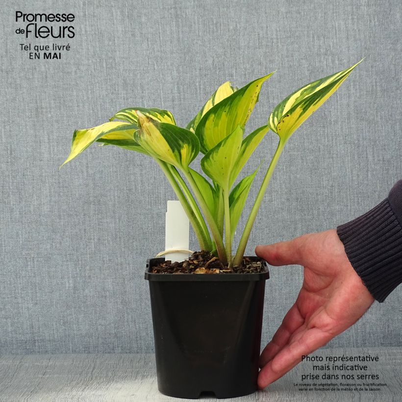 Hosta Justine Vaso da 1,5L/2L esemplare consegnato in primavera