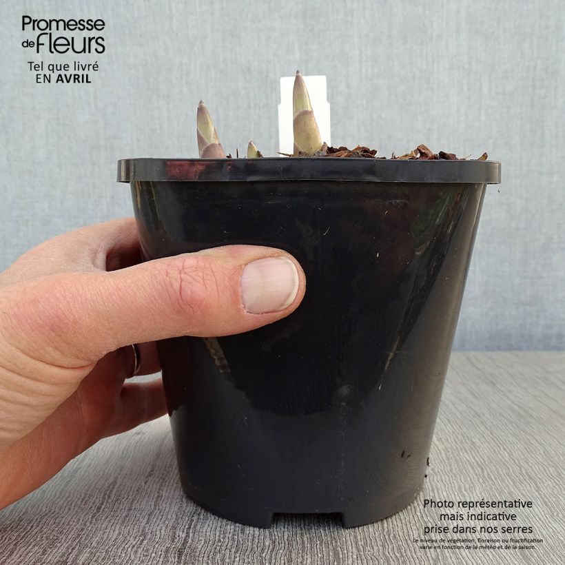 Hosta Ki Ren Jyaku Vaso da 1,5L/2L esemplare consegnato in primavera