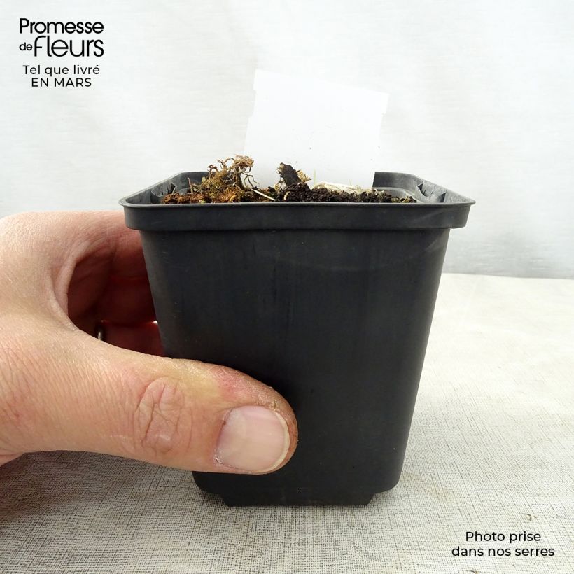 Hosta Kiwi Full Monty Vasetto da 8/9 cm esemplare consegnato in primavera