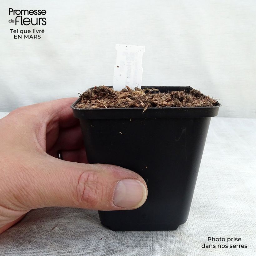 Hosta Krossa Regal Vasetto da 8/9 cm esemplare consegnato in inverno