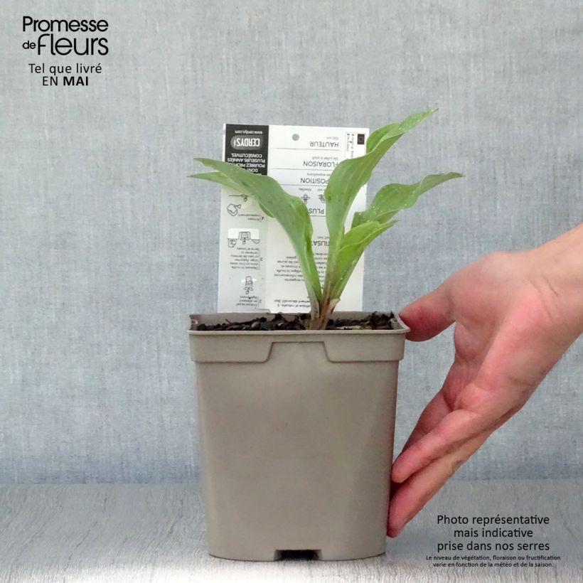 Hosta Krossa Regal Vaso da 2L/3L esemplare consegnato in primavera