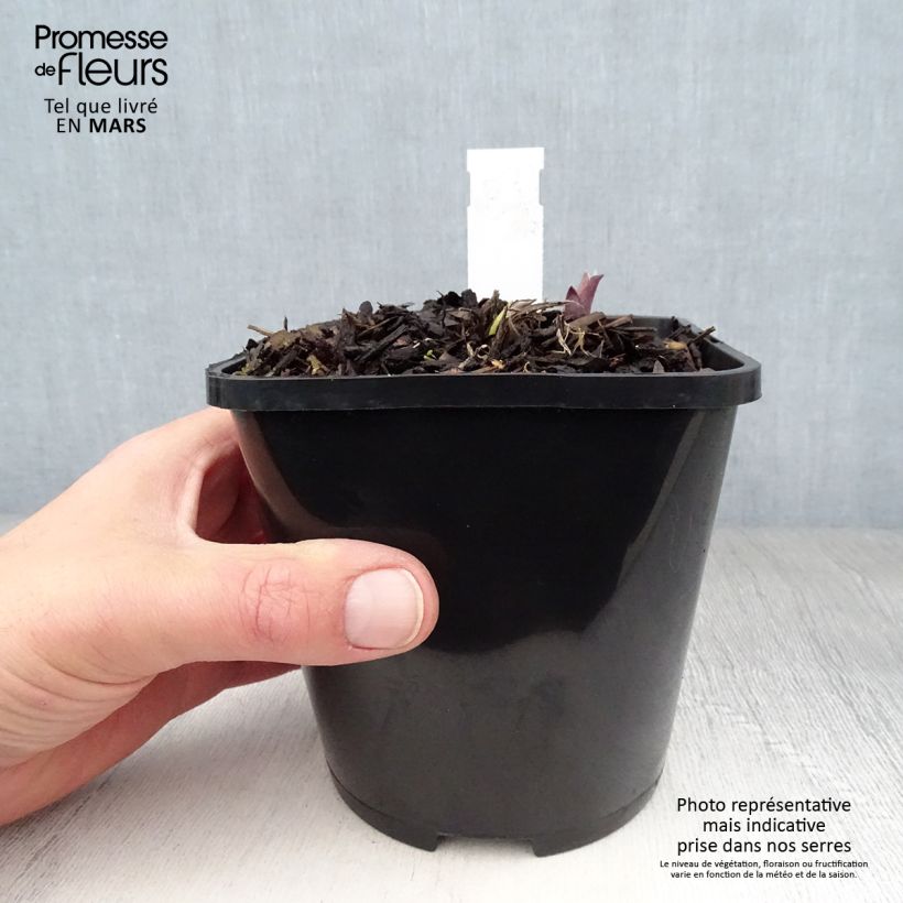 Hosta Lady in Red Vaso da 1,5L/2L esemplare consegnato in primavera