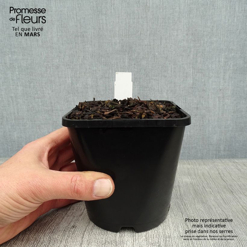 Hosta Lakeside Paisley Print Vaso da 1,5L/2L esemplare consegnato in inverno