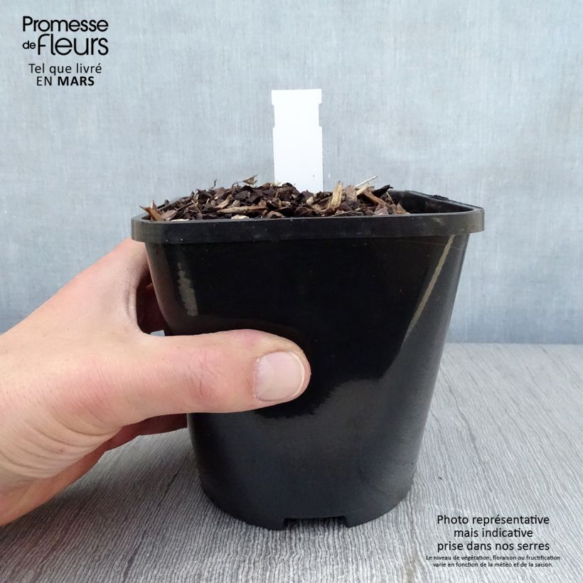 Hosta Lakeside Prophecy Fulfilled Vaso da 1,5L/2L esemplare consegnato in primavera