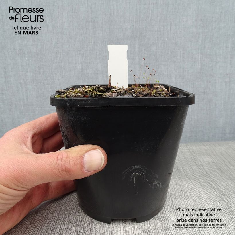 Hosta Lakeside Prophecy Fulfilled Vaso da 1,5L/2L esemplare consegnato in inverno