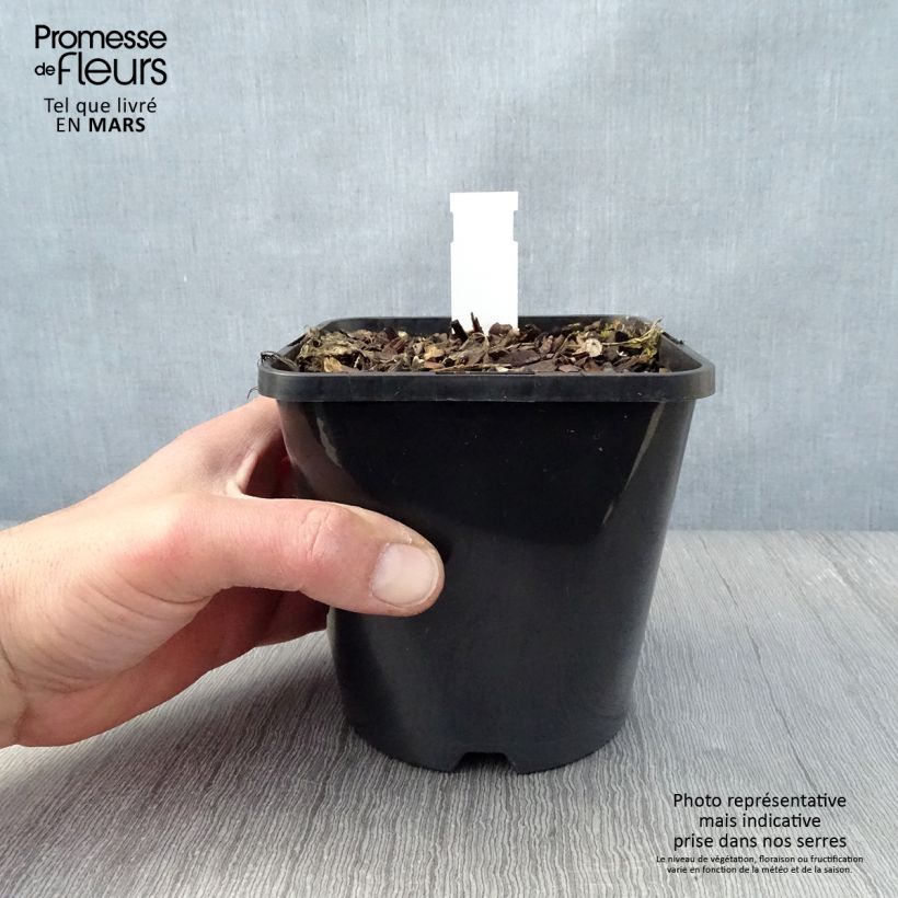 Hosta Let's Twist Again Vaso da 1,5L/2L esemplare consegnato in primavera