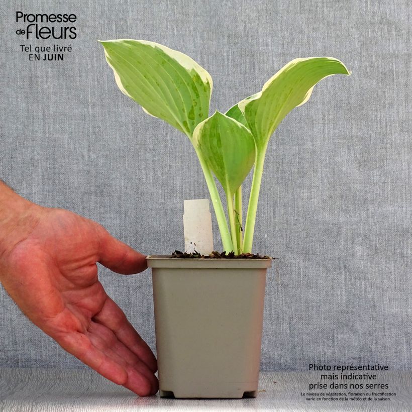Esemplare di Hosta Liberty Vasetto da 8/9 cm consegnato in estate
