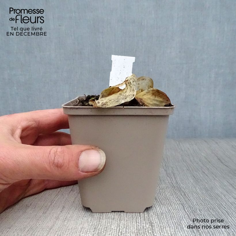 Hosta Liberty Vasetto da 8/9 cm esemplare consegnato in inverno