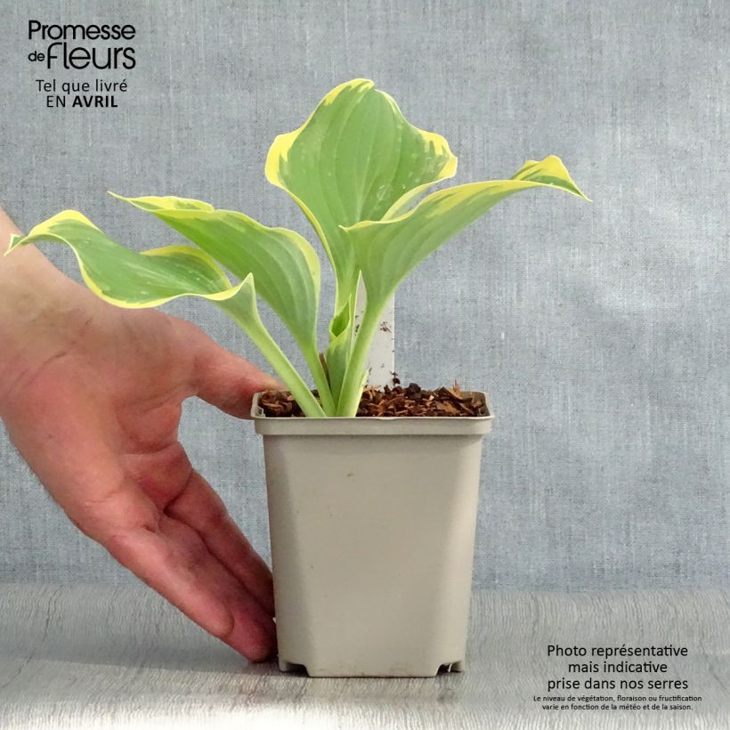 Hosta Liberty Vasetto da 8/9 cm esemplare consegnato in primavera