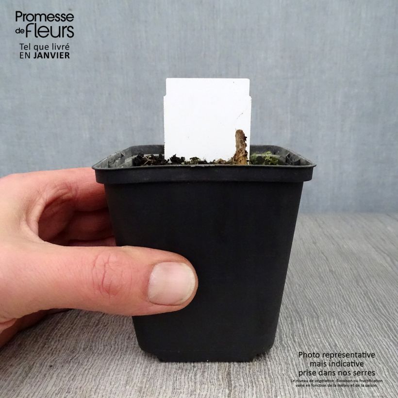 Hosta Love Pat Vasetto da 8/9 cm esemplare consegnato in inverno