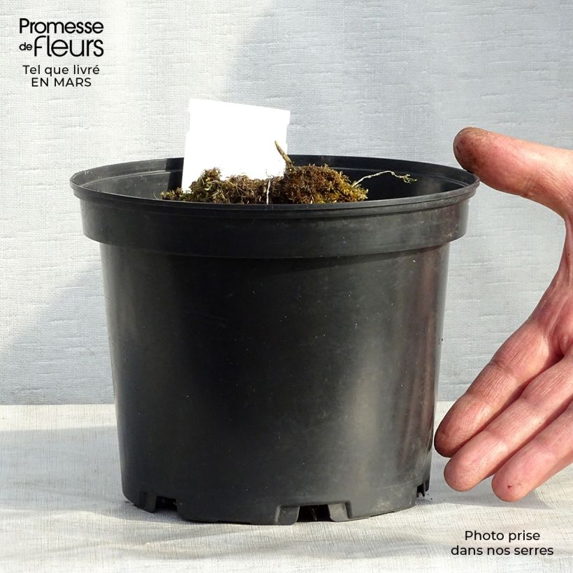 Hosta Mama Mia Vaso da 2L/3L esemplare consegnato in primavera