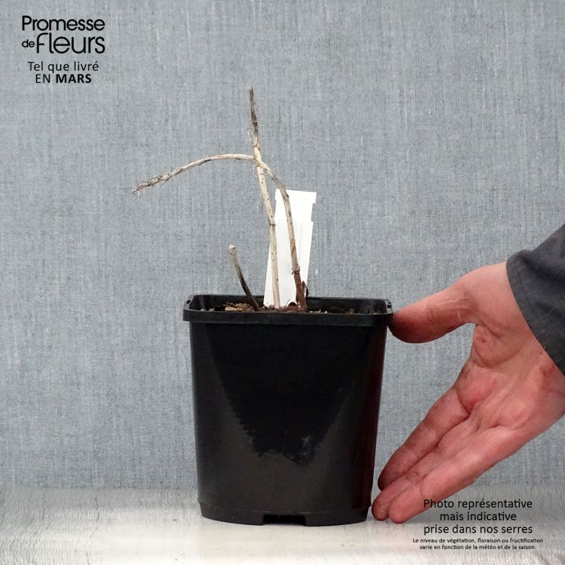 Hosta Marilyn Monroe Vaso da 1,5L/2L esemplare consegnato in primavera