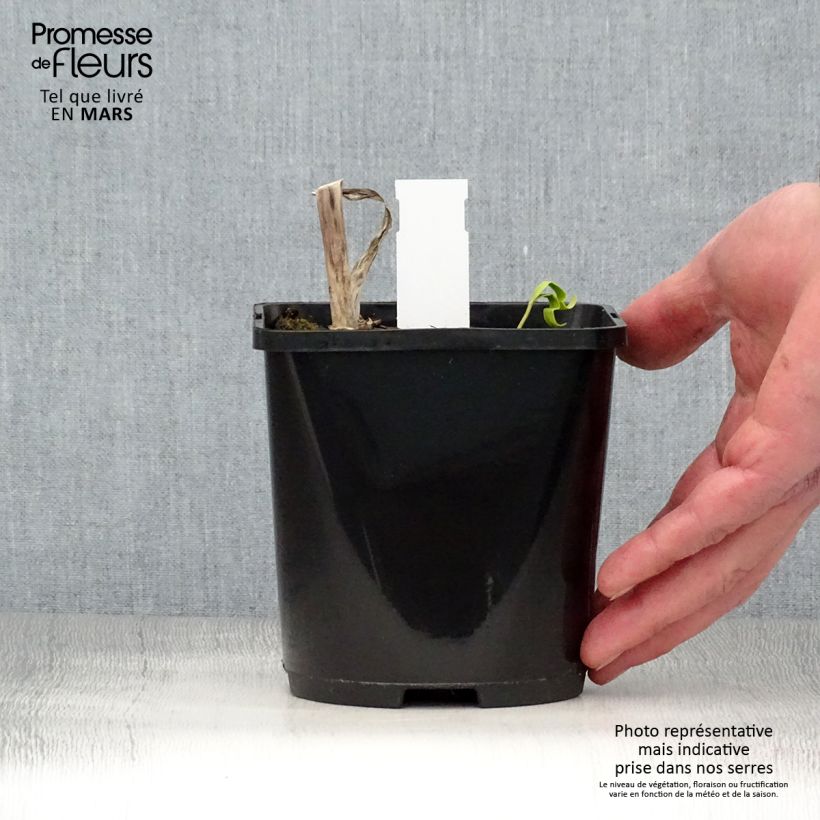 Hosta Midnight at the Oasis Vaso da 1,5L/2L esemplare consegnato in primavera