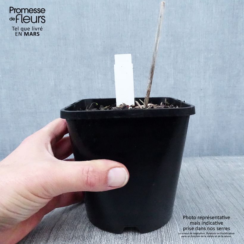 Hosta Midnight at the Oasis Vaso da 1,5L/2L esemplare consegnato in inverno