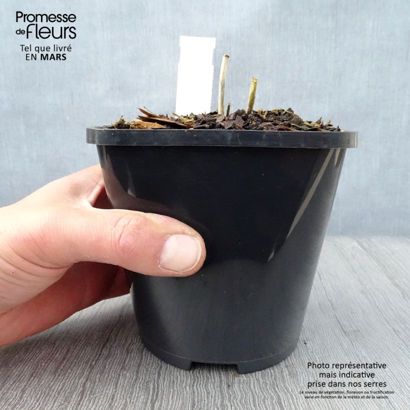 Hosta Mini Skirt Vaso da 1,5L/2L esemplare consegnato in primavera