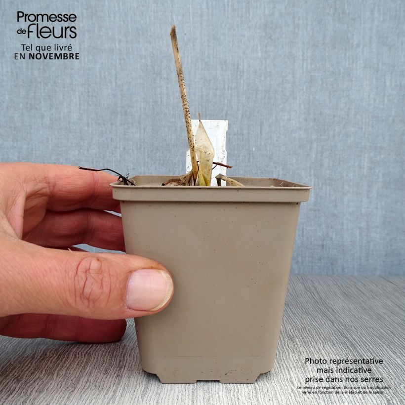Esemplare di Hosta Minuteman Vasetto da 8/9 cm come consegnato in autunno