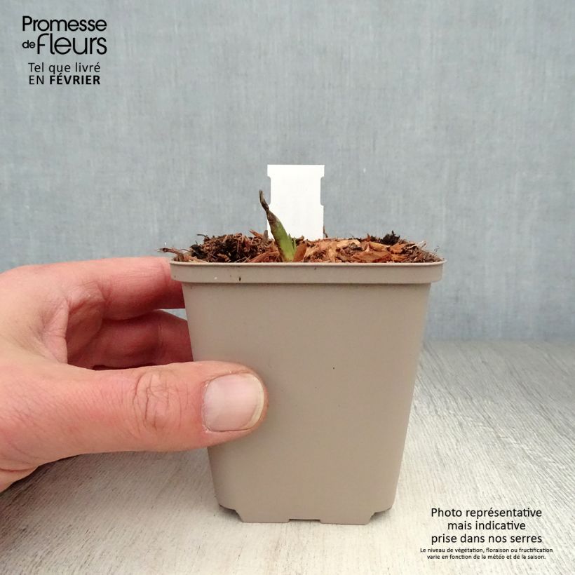 Hosta Minuteman Vasetto da 8/9 cm esemplare consegnato in inverno