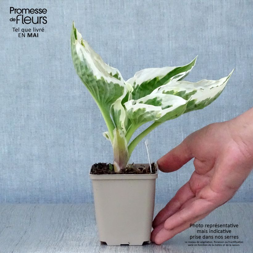 Hosta Minuteman Vasetto da 8/9 cm esemplare consegnato in primavera