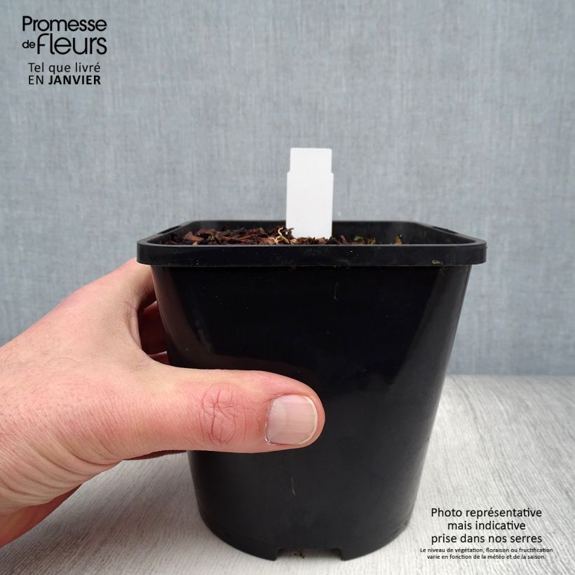 Hosta Moulin Rouge Vaso da 1,5L/2L esemplare consegnato in inverno