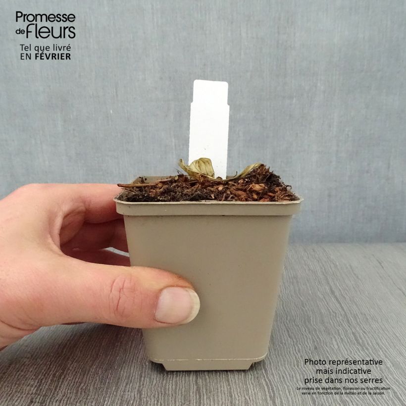 Hosta Night Before Christmas Vasetto da 8/9 cm esemplare consegnato in inverno