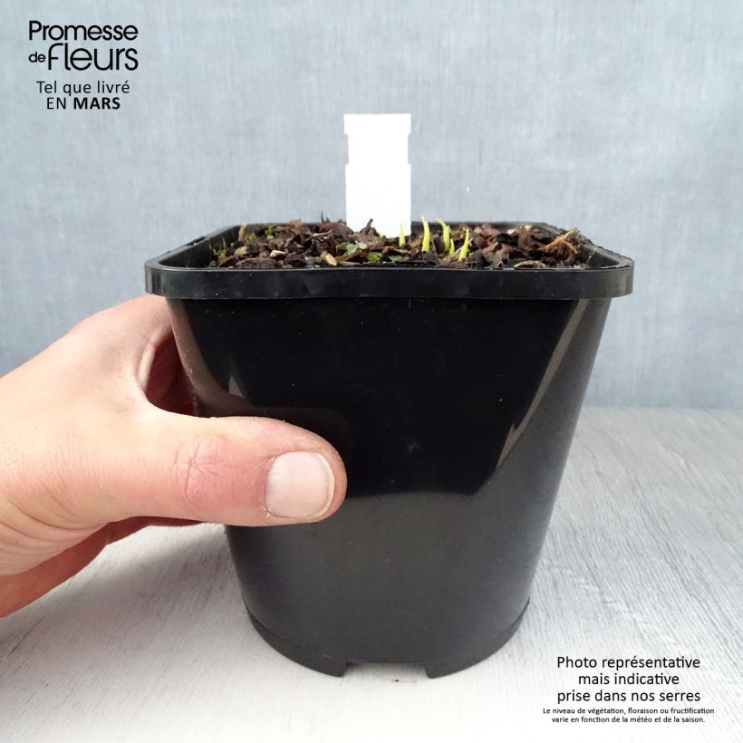 Hosta Obi-One Kenobi Vaso da 1,5L/2L esemplare consegnato in primavera