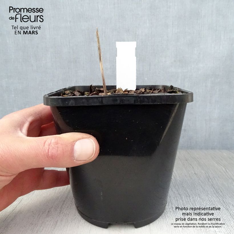 Hosta Orange Star Vaso da 1,5L/2L esemplare consegnato in primavera