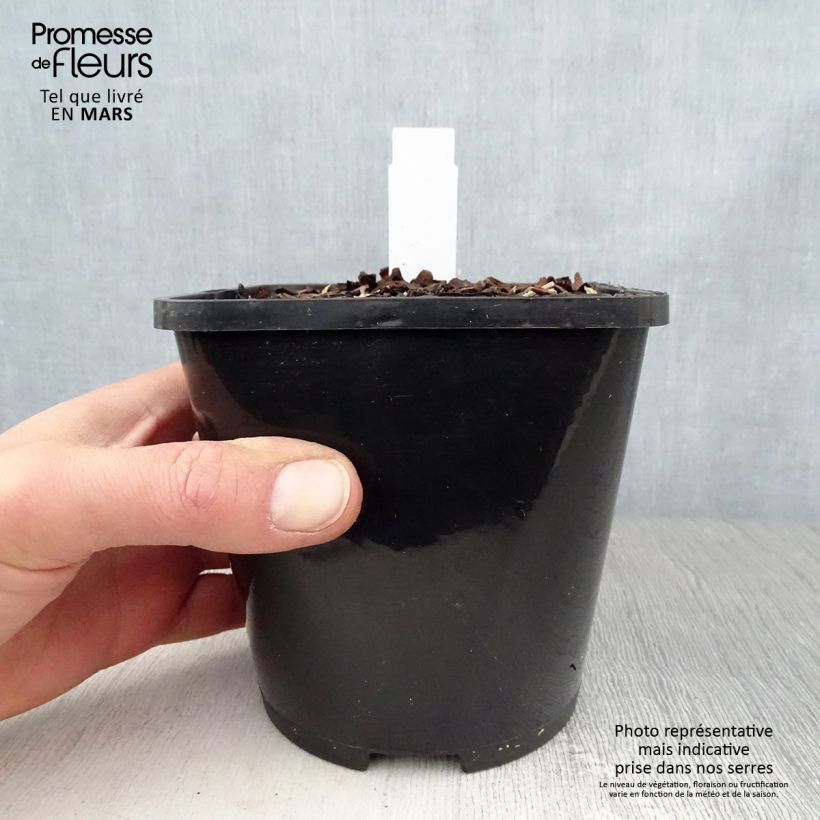 Hosta Orion's Belt Vaso da 1,5L/2L esemplare consegnato in primavera