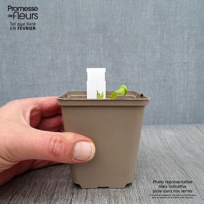 Hosta Paradise Island Vasetto da 8/9 cm esemplare consegnato in inverno