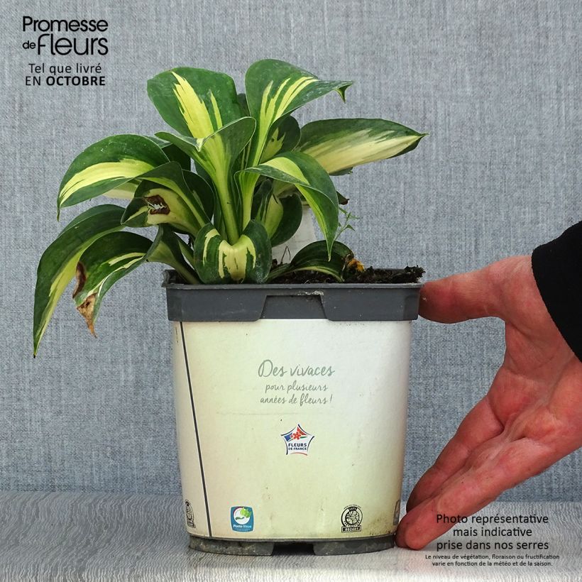 Esemplare di Hosta Paul's Glory Vaso da 2L/3L come consegnato in autunno