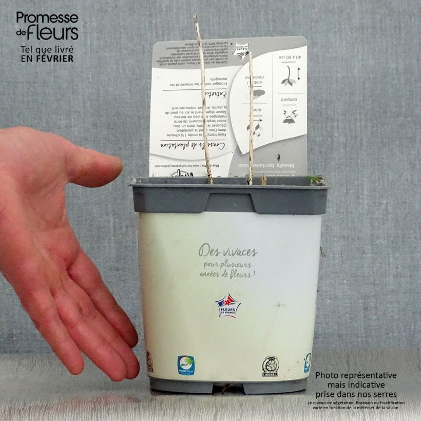 Hosta Paul's Glory Vaso da 2L/3L esemplare consegnato in inverno