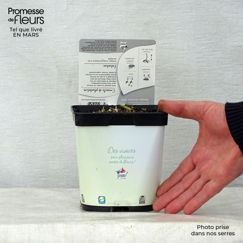 Hosta Paul's Glory Vaso da 2L/3L esemplare consegnato in primavera