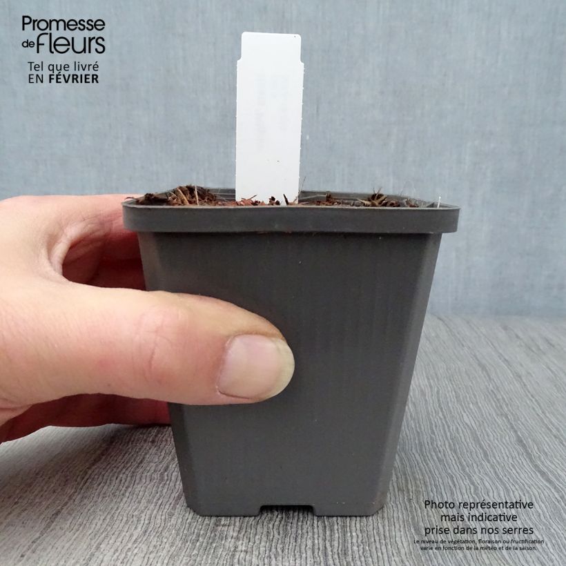 Hosta Pilgrim Vasetto da 8/9 cm esemplare consegnato in inverno